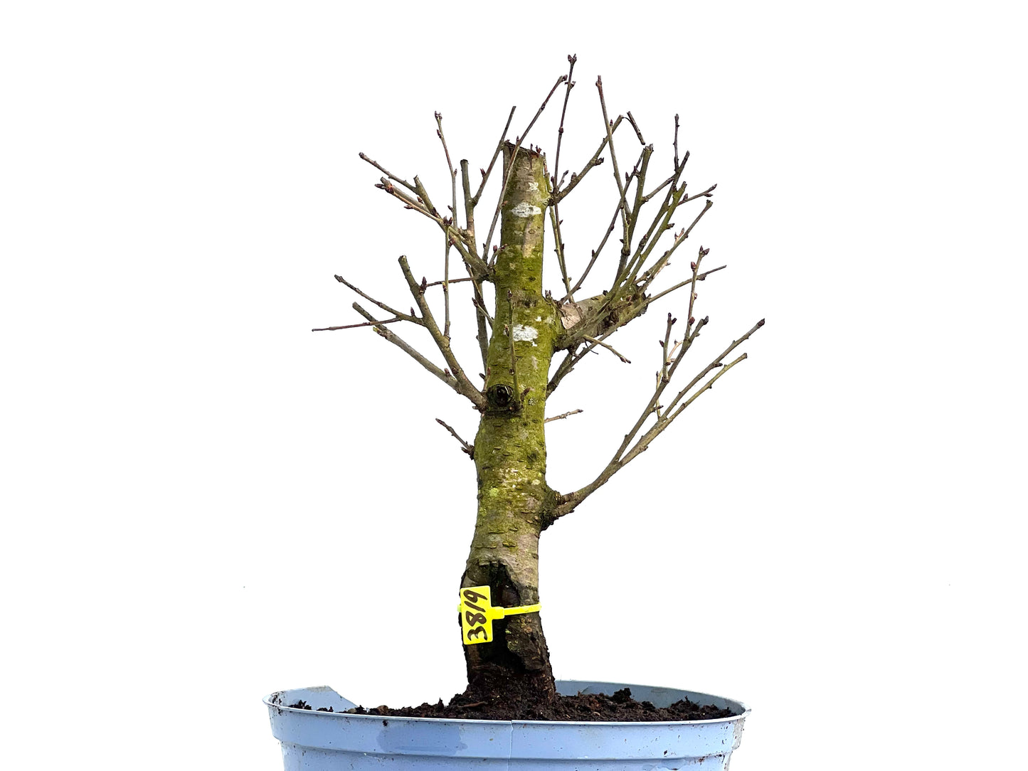 Prunus Mahaleb 3819