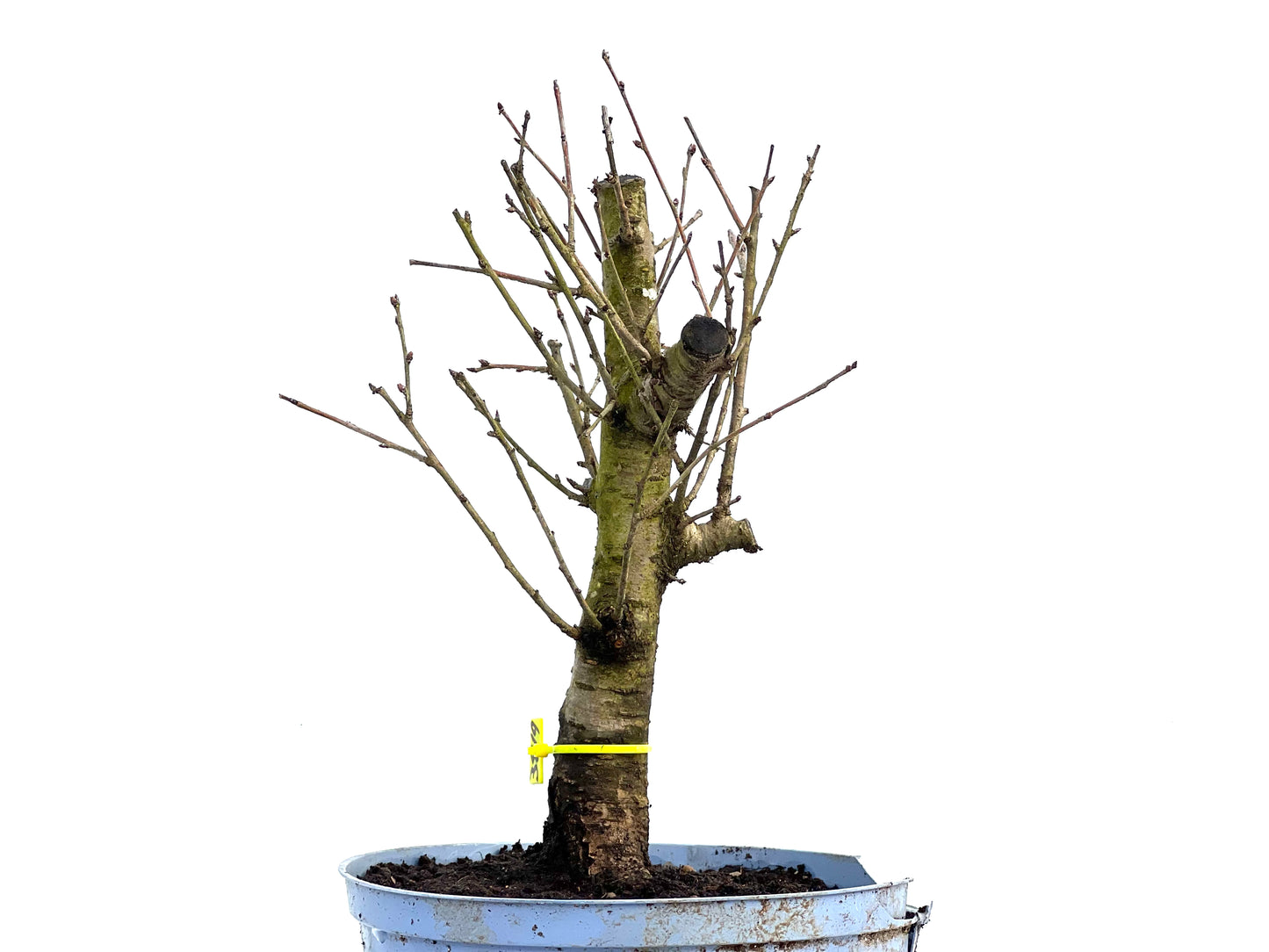Prunus Mahaleb 3819