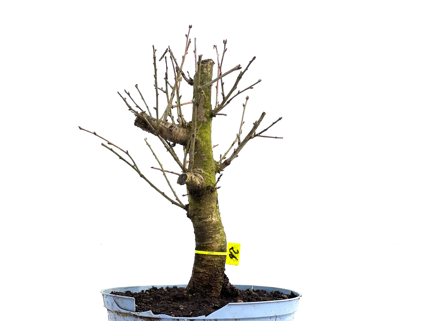 Prunus Mahaleb 3819