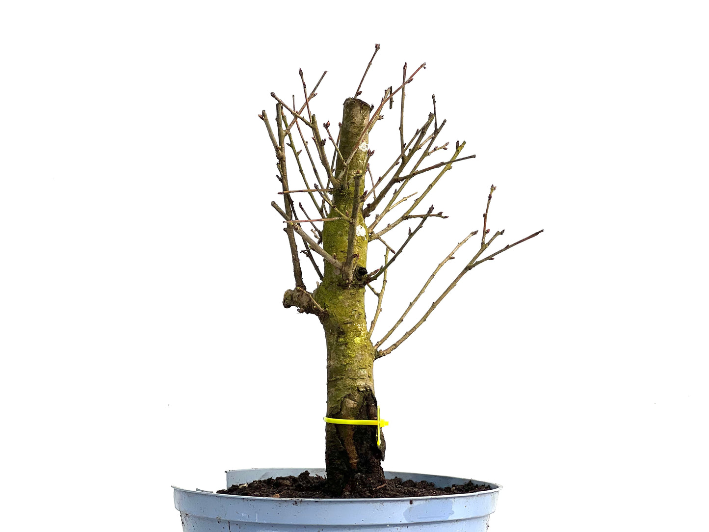 Prunus Mahaleb 3819