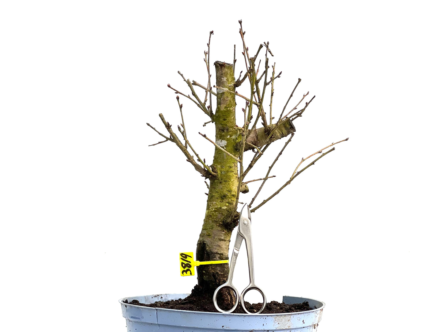 Prunus Mahaleb 3819