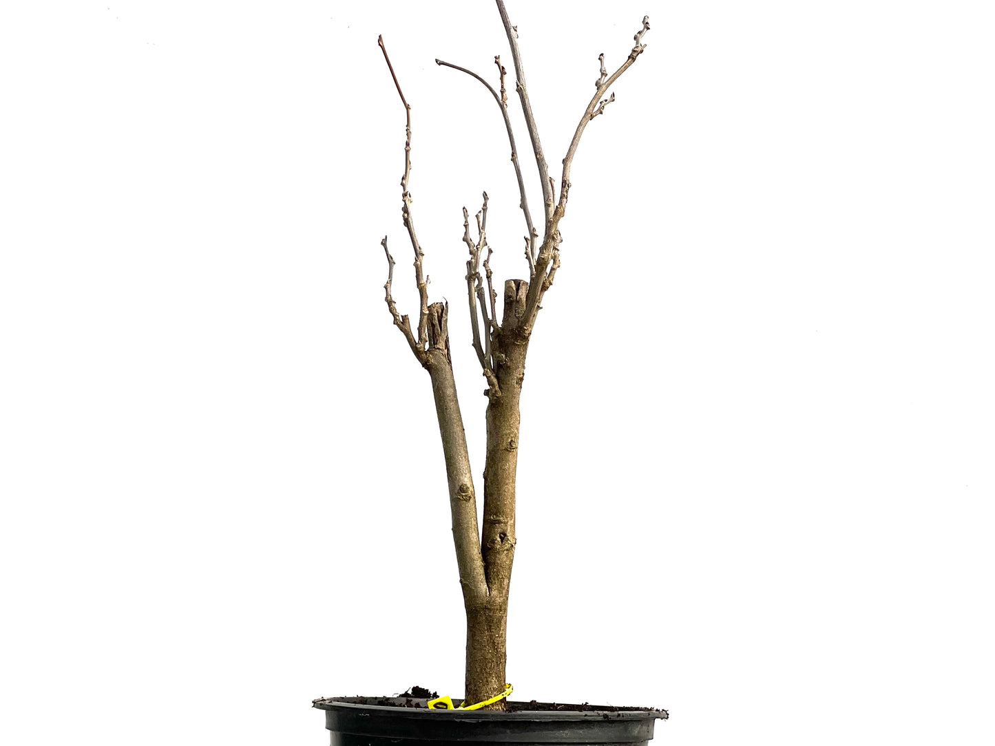 Wisteria Floribunda 3760