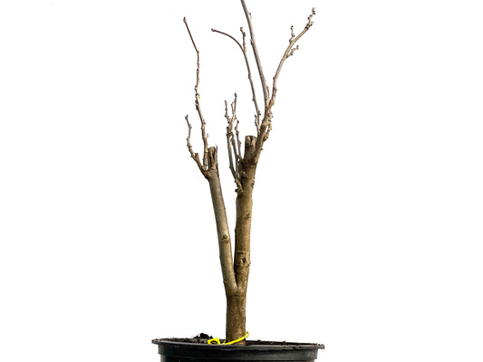 Wisteria Floribunda 3760