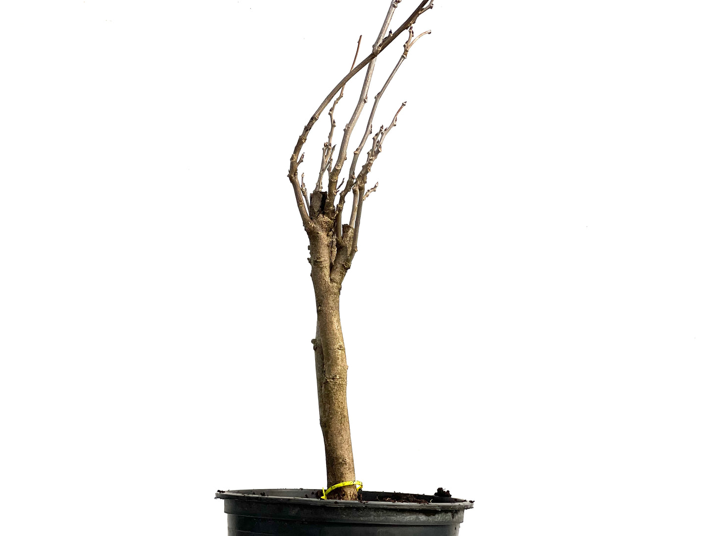 Wisteria Floribunda 3760