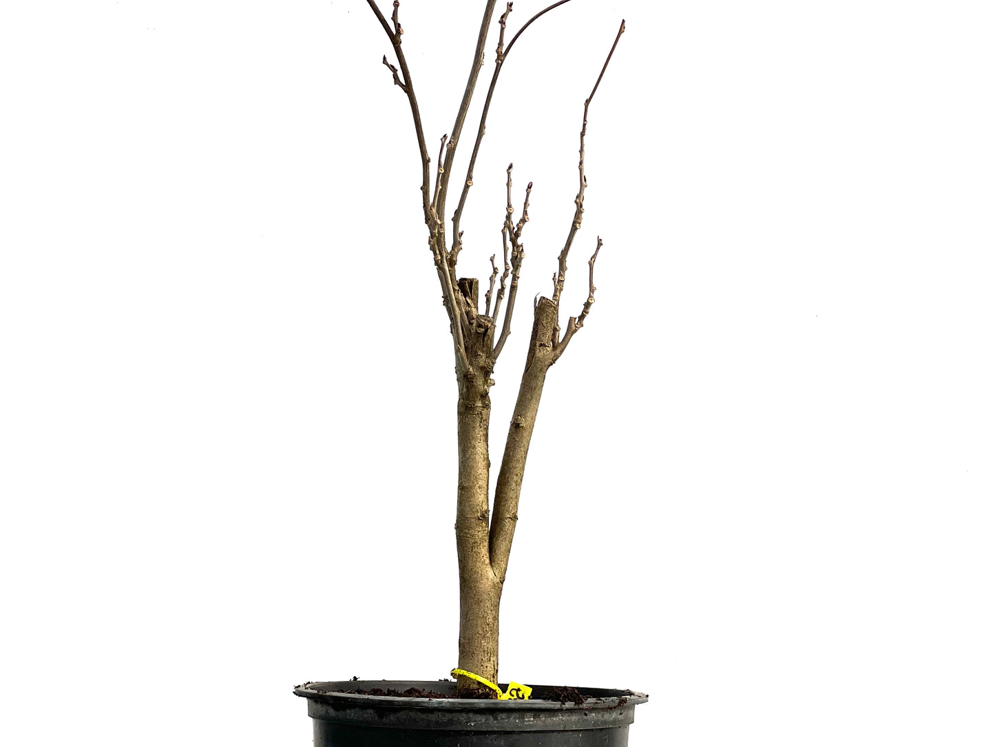 Wisteria Floribunda 3760