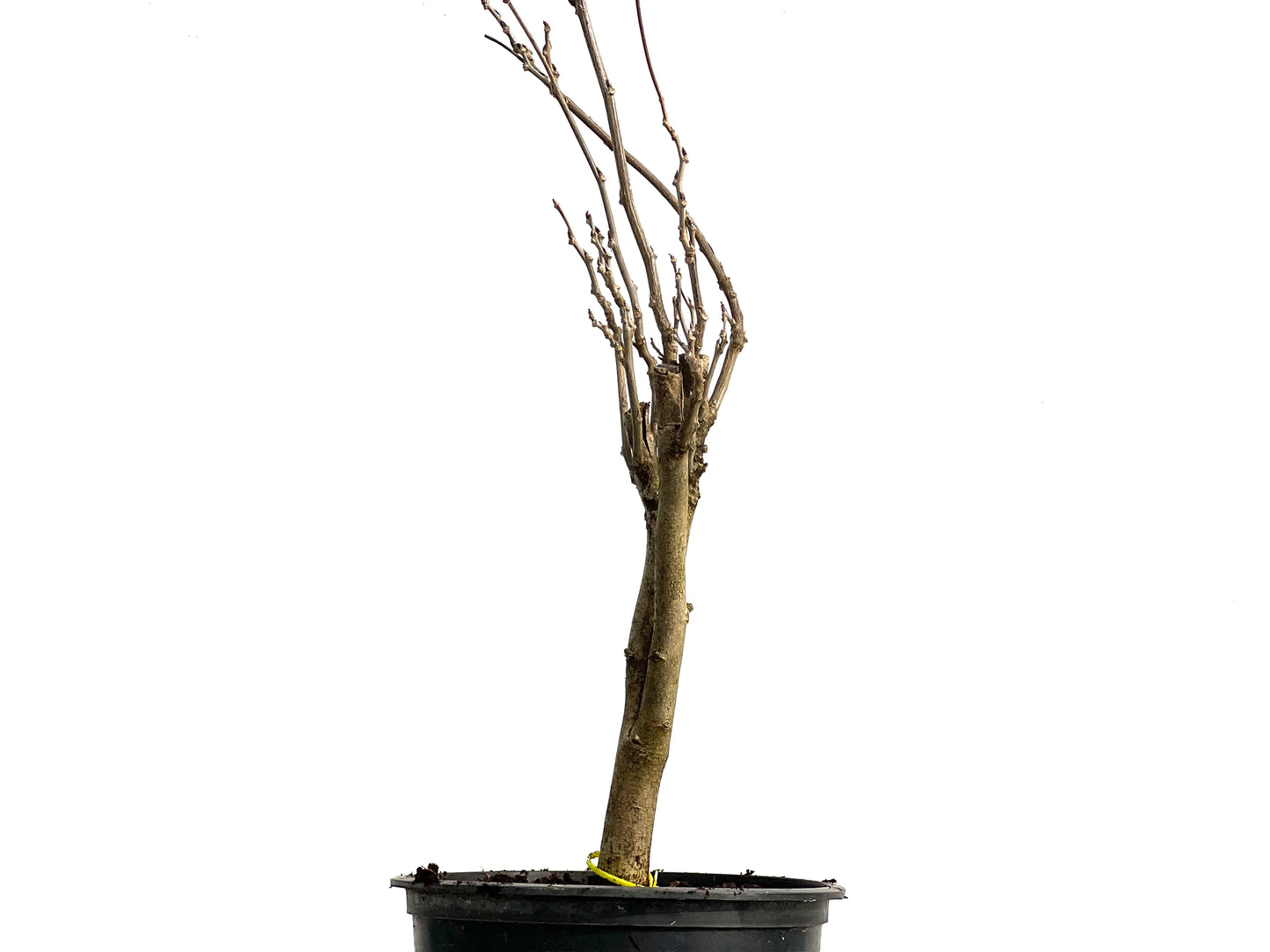 Wisteria Floribunda 3760