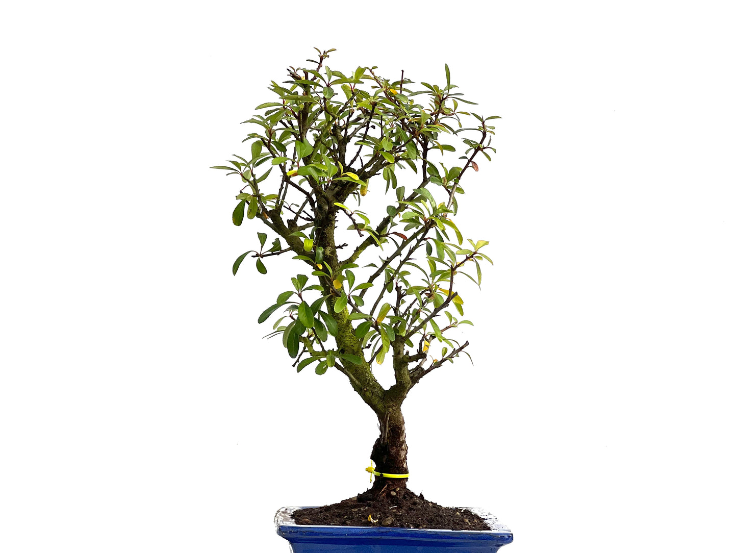 Pyracantha 3817