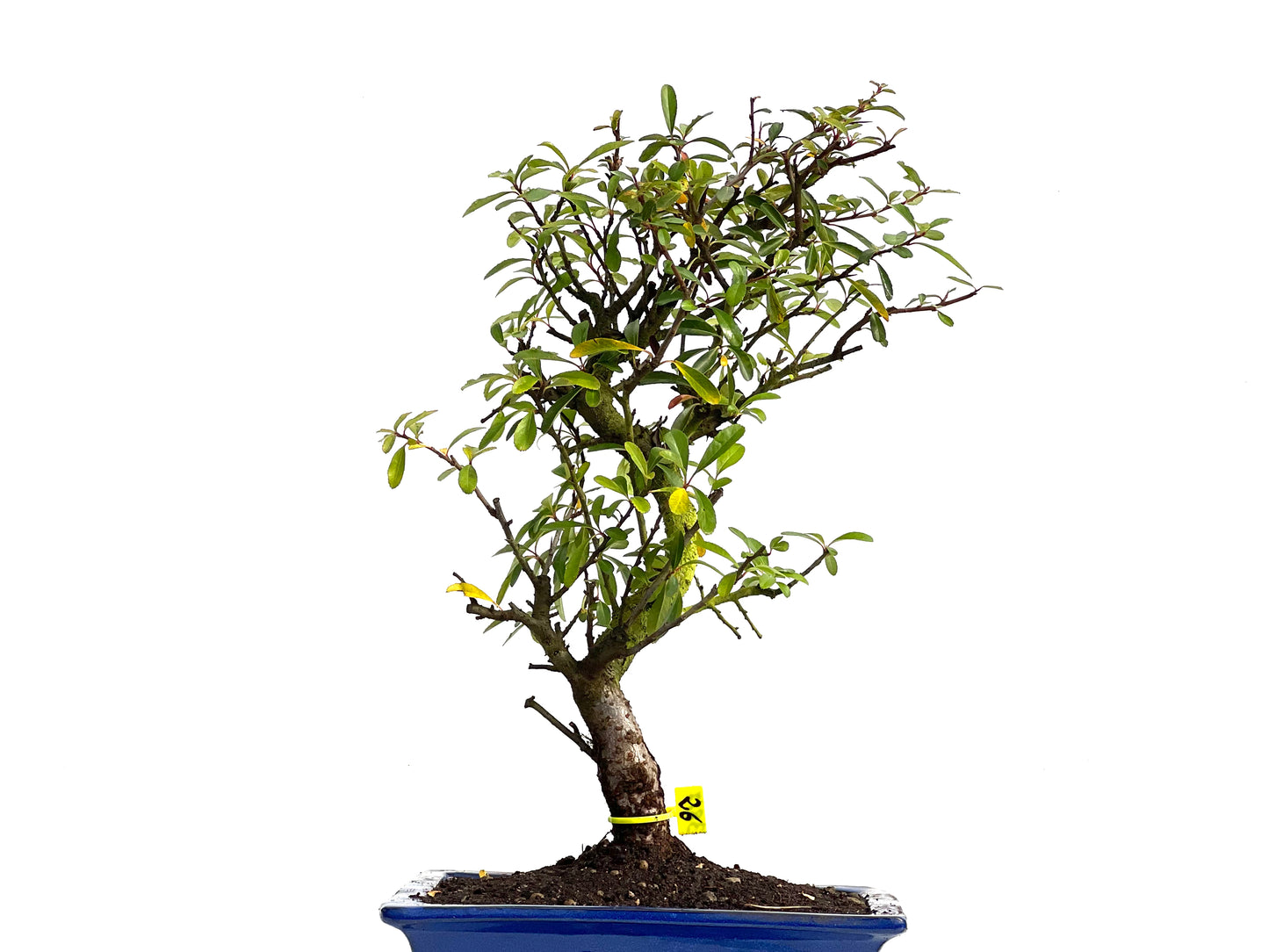 Pyracantha 3817