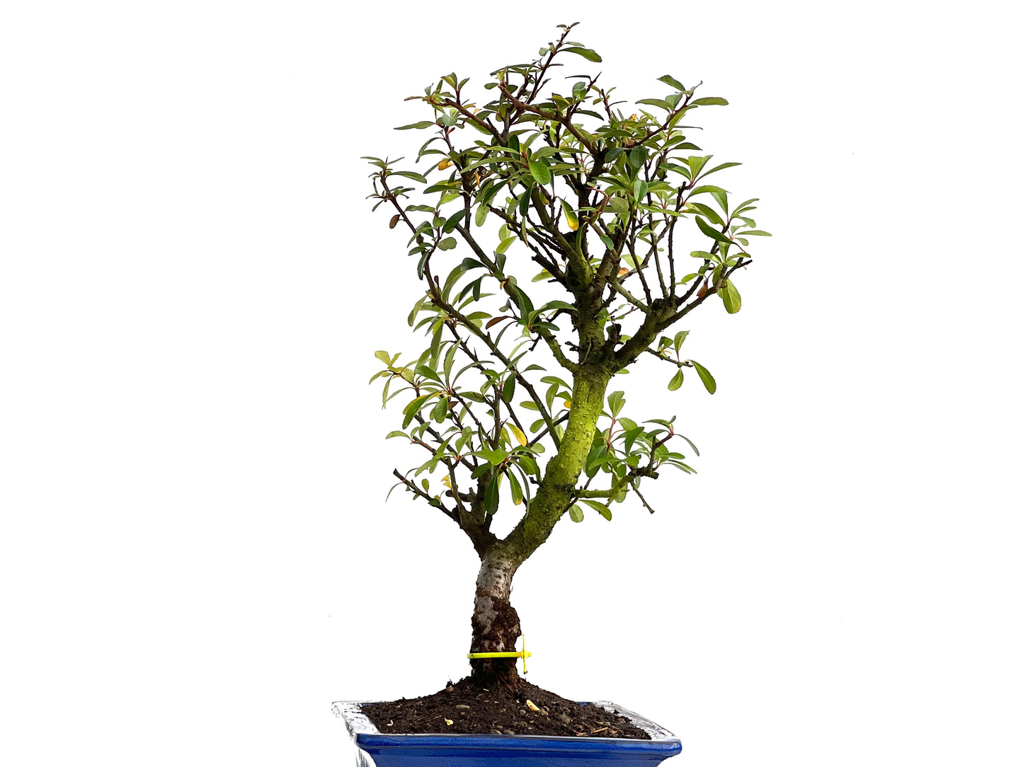 Pyracantha 3817