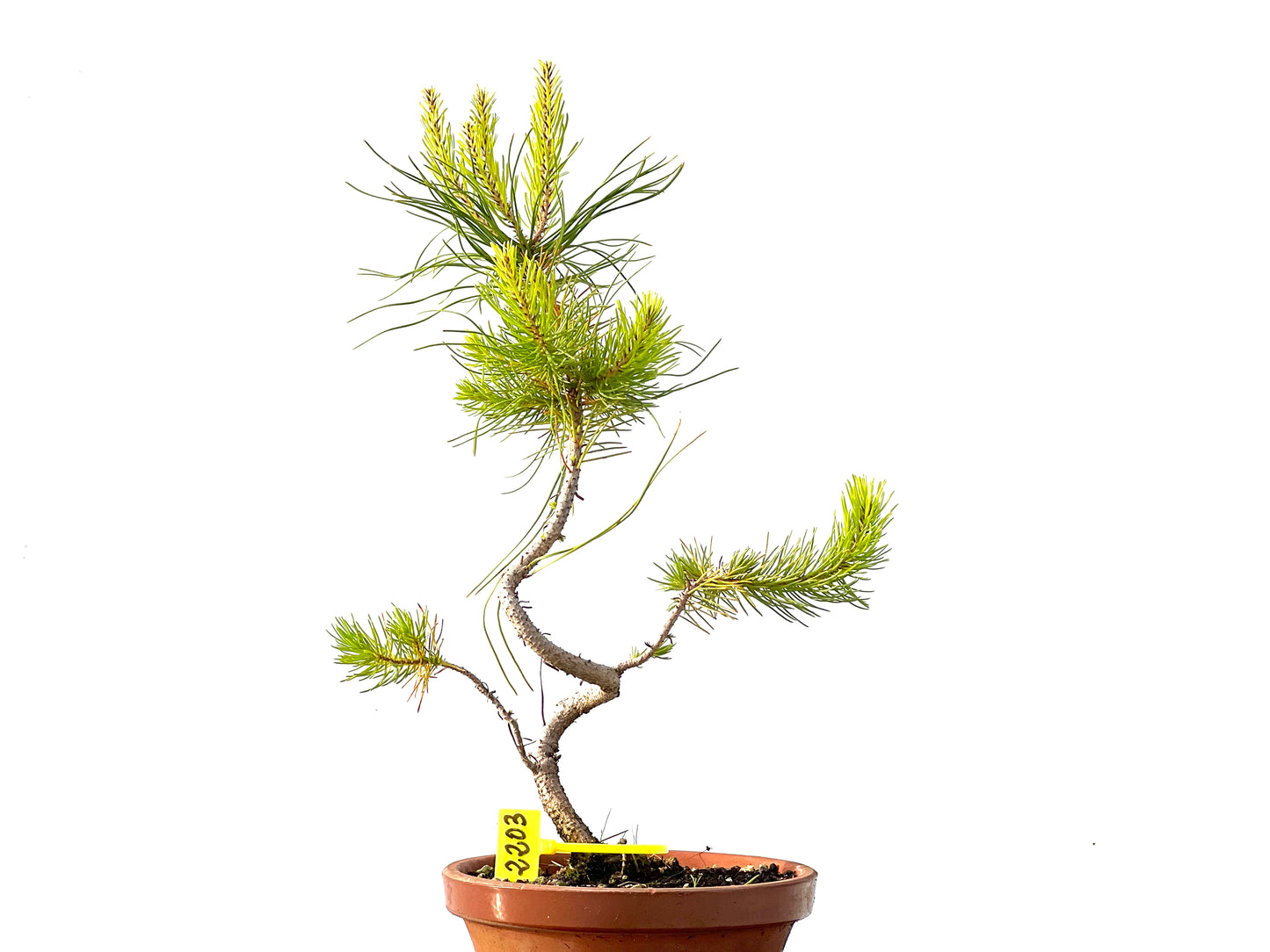 Pinus Pinea 2203