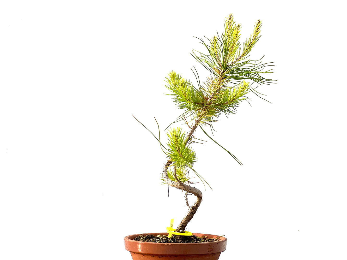 Pinus Pinea 2203