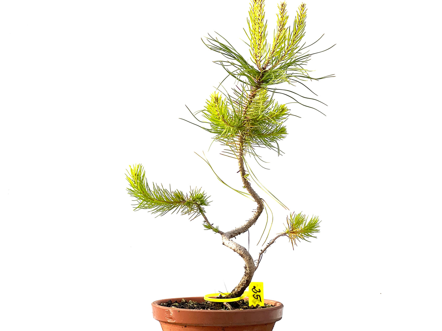 Pinus Pinea 2203