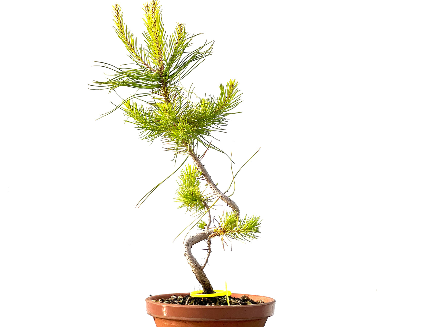 Pinus Pinea 2203