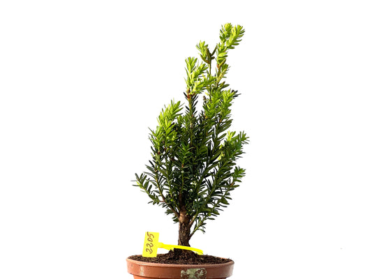 Taxus Baccata 2205