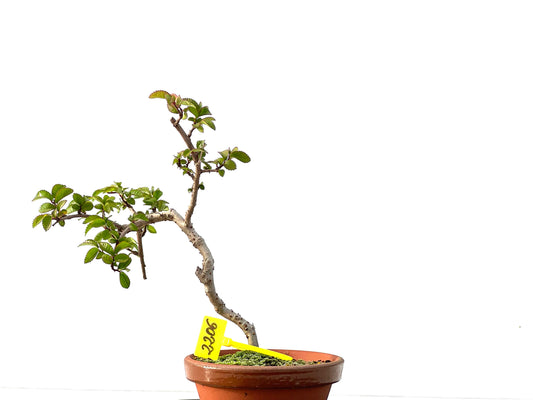 Ulmus Parvifolia 2206