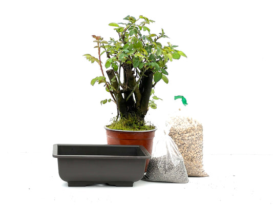 BohePack - Rosa Canina