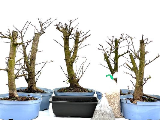 BohePack - Prunus Mahaleb