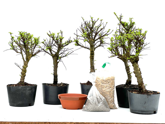 BohePack - Ulmus Hokkaido