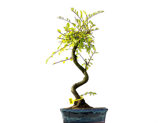 Ulmus Parvifolia 2226