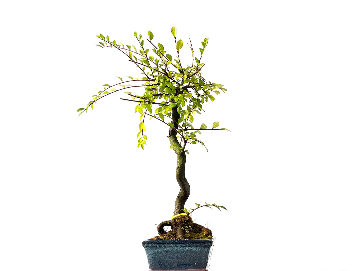 Ulmus Parvifolia 2226