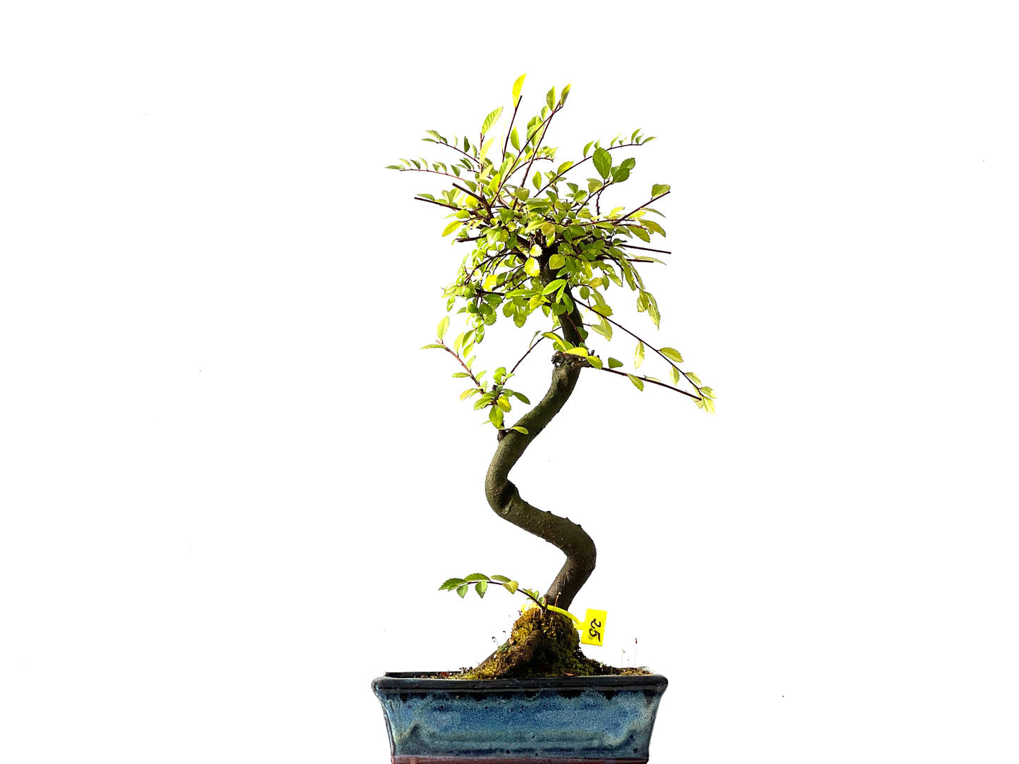 Ulmus Parvifolia 2226
