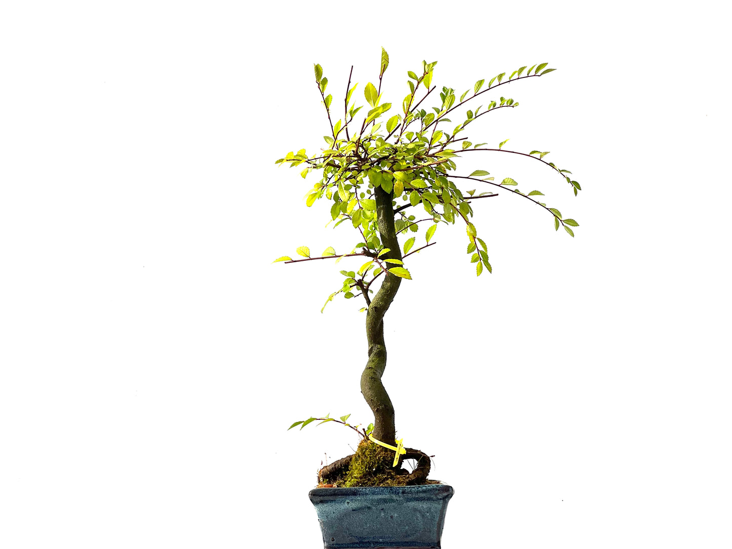Ulmus Parvifolia 2226