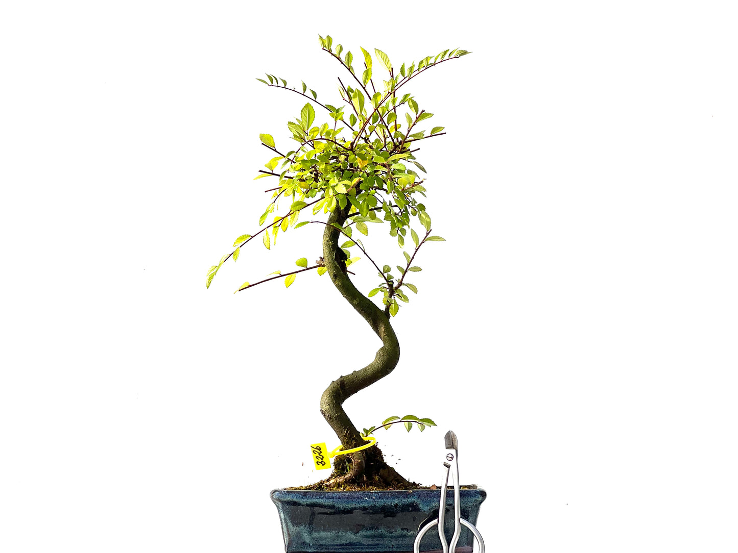 Ulmus Parvifolia 2226
