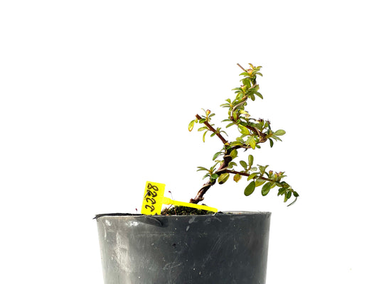 Cotoneaster Horizontalis 2228
