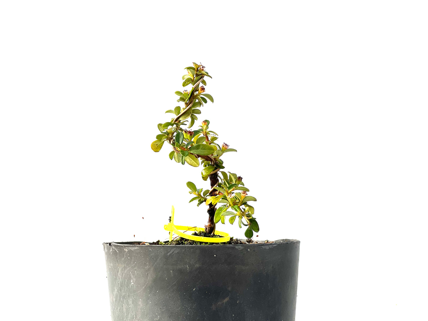 Cotoneaster Horizontalis 2228