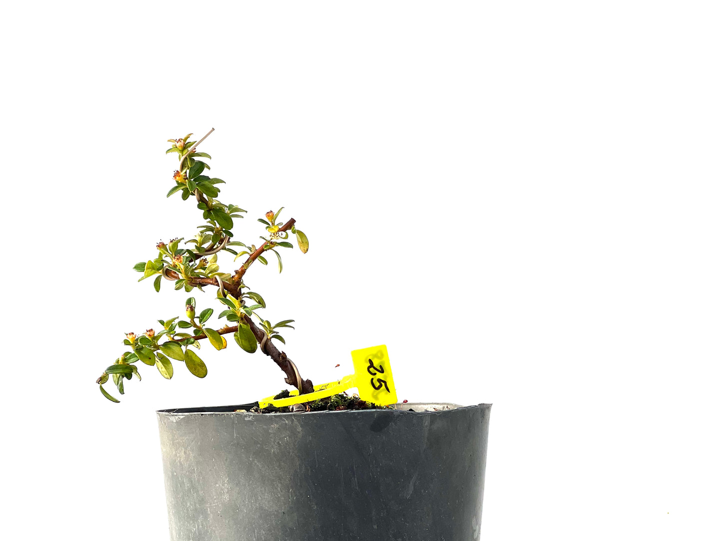 Cotoneaster Horizontalis 2228