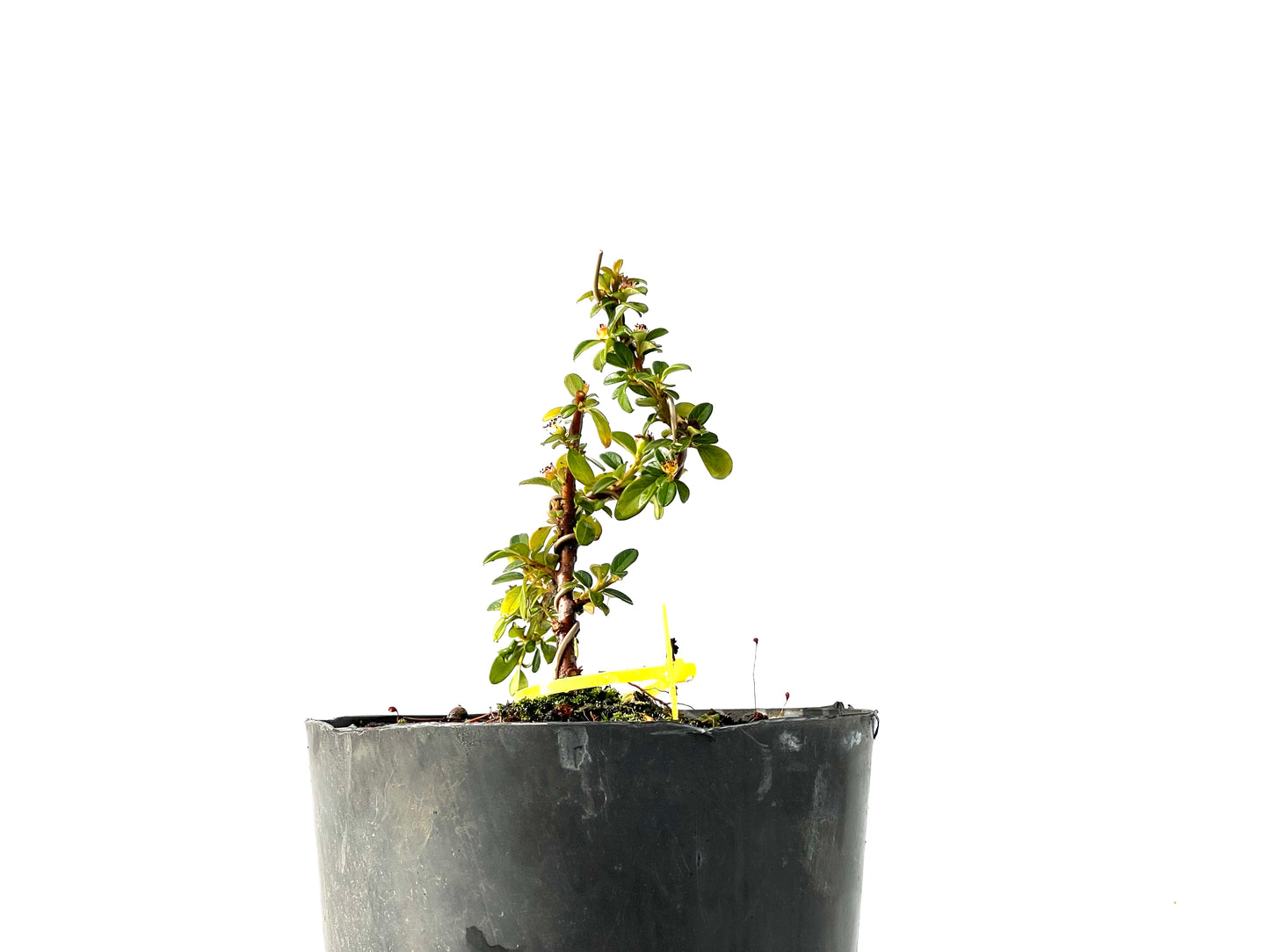 Cotoneaster Horizontalis 2228