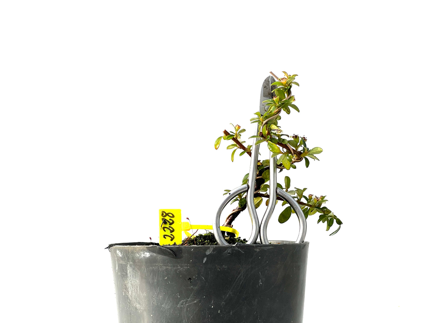 Cotoneaster Horizontalis 2228