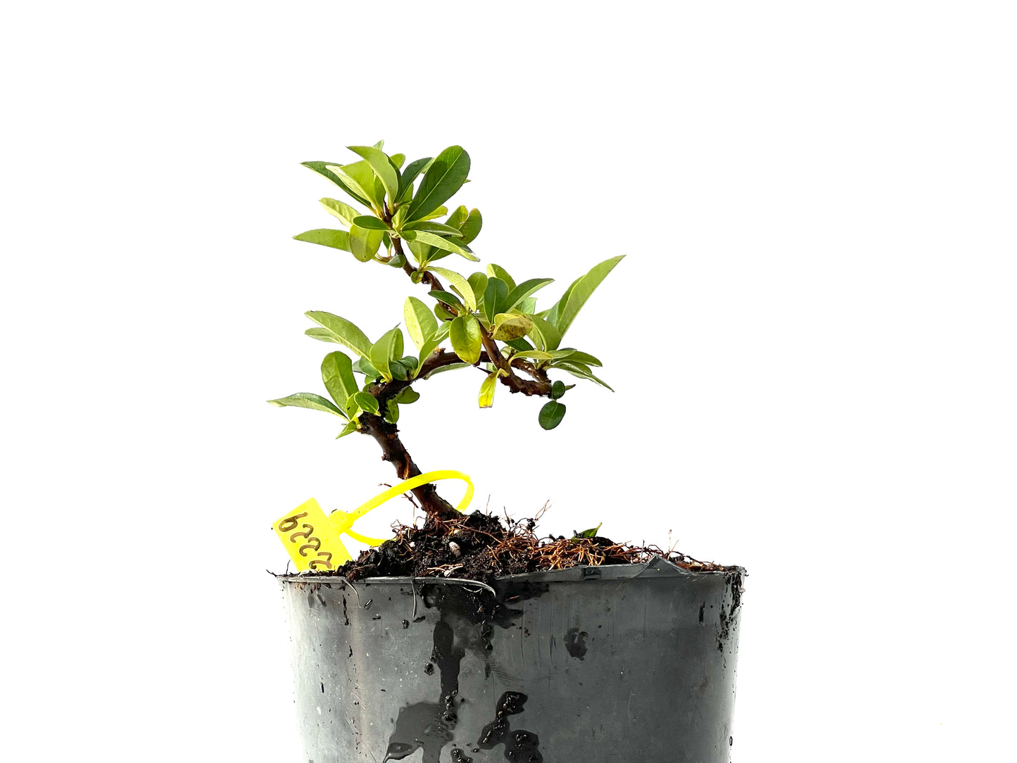 Piracantha 2229