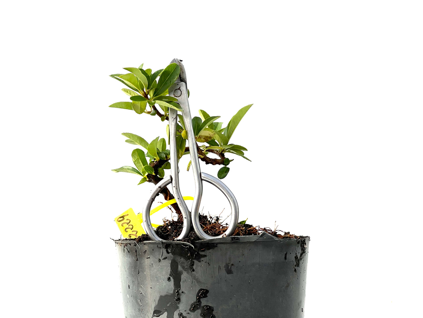 Piracantha 2229