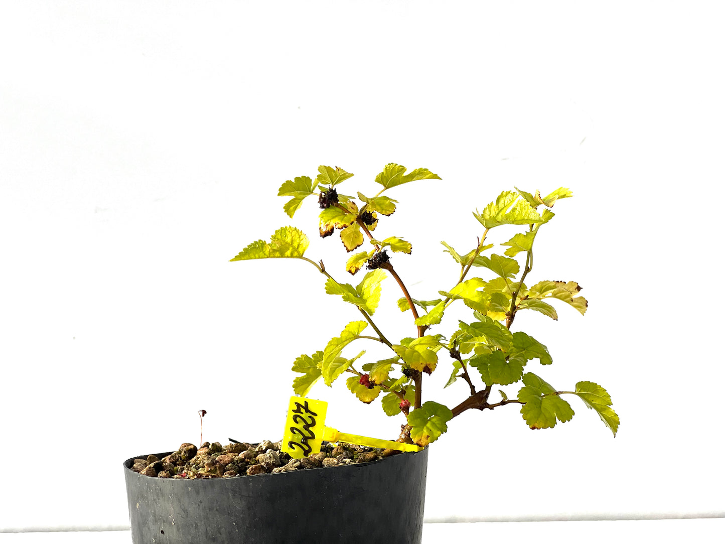 Morus Alba 2227