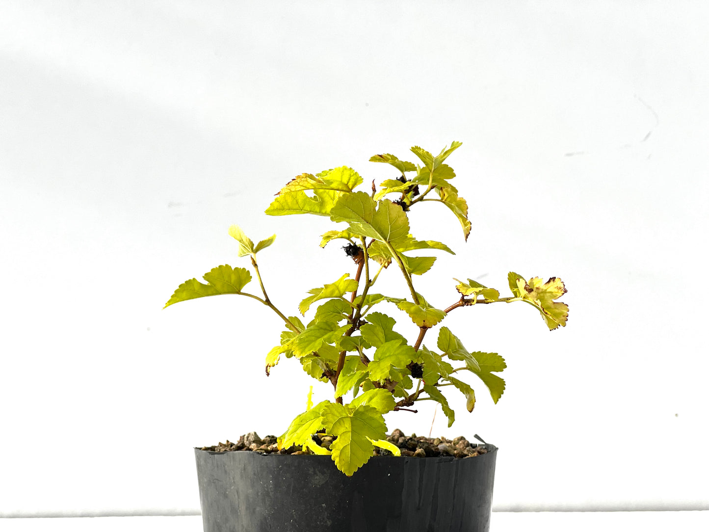 Morus Alba 2227