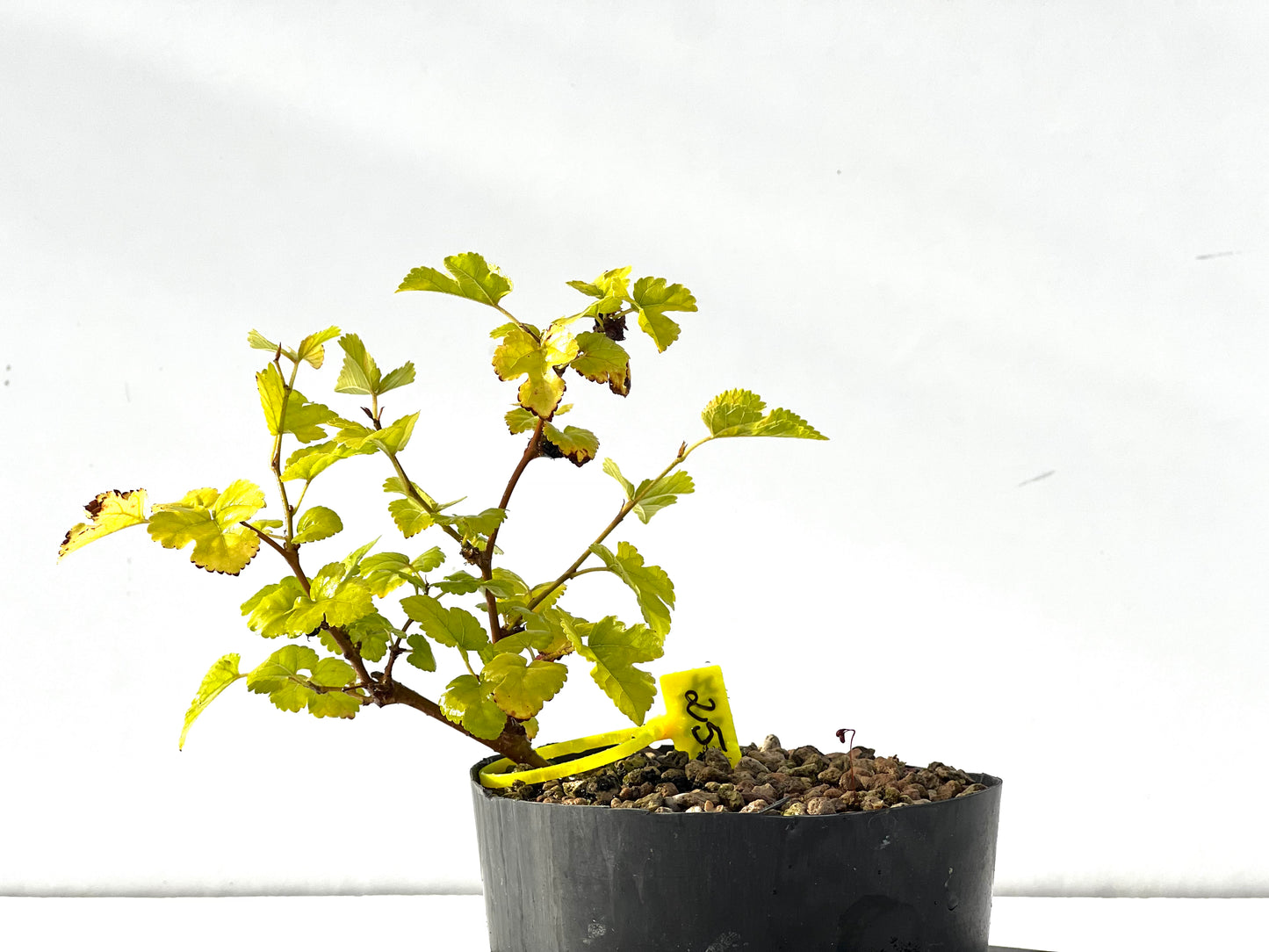 Morus Alba 2227