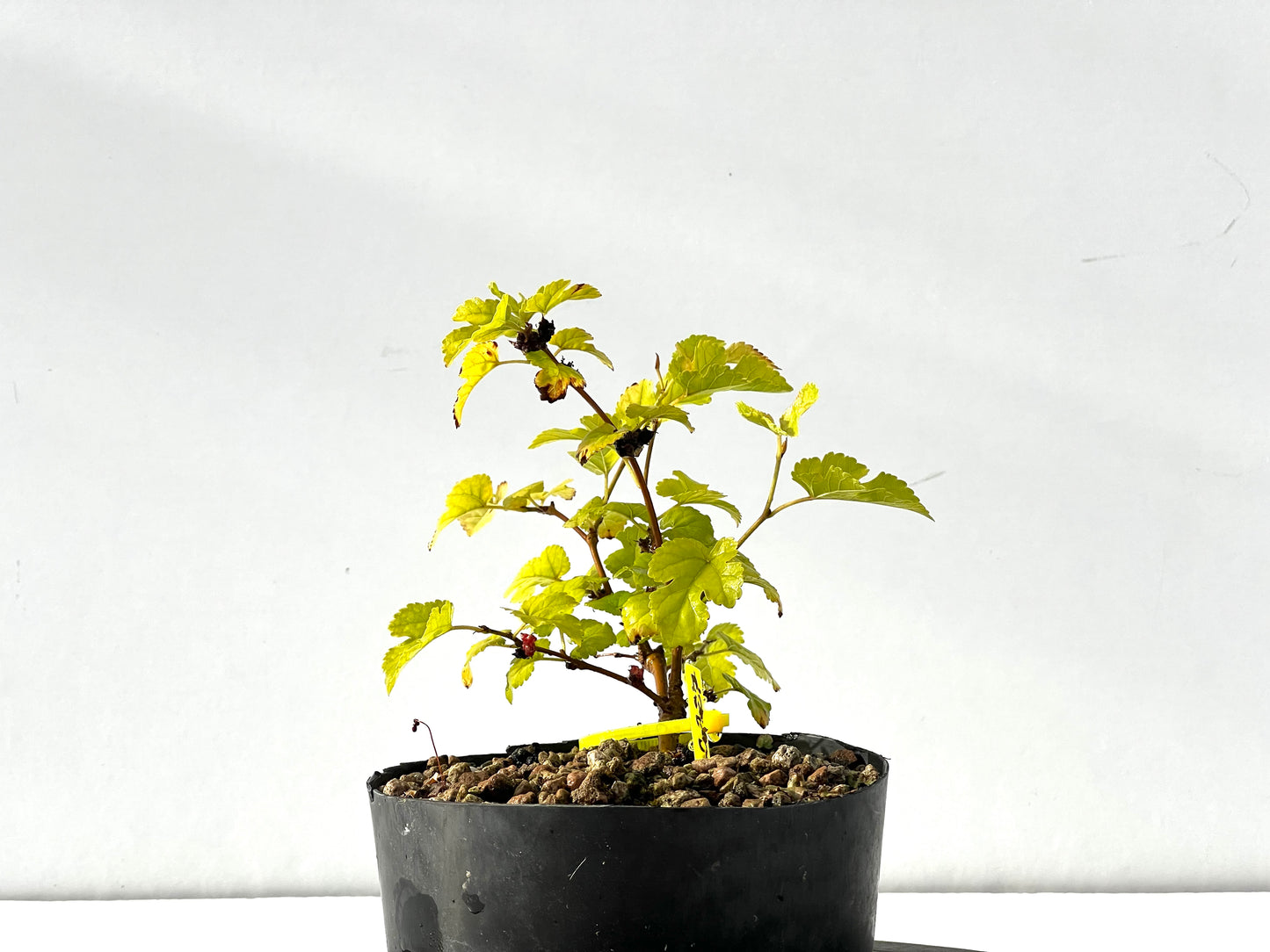 Morus Alba 2227