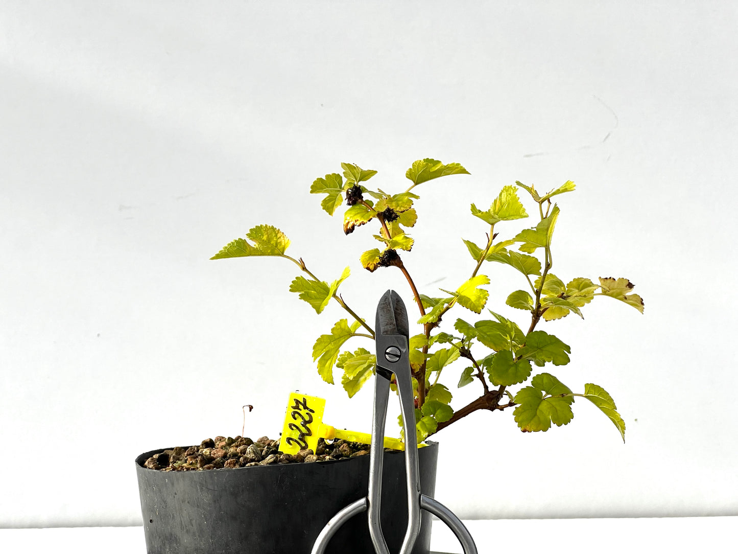 Morus Alba 2227