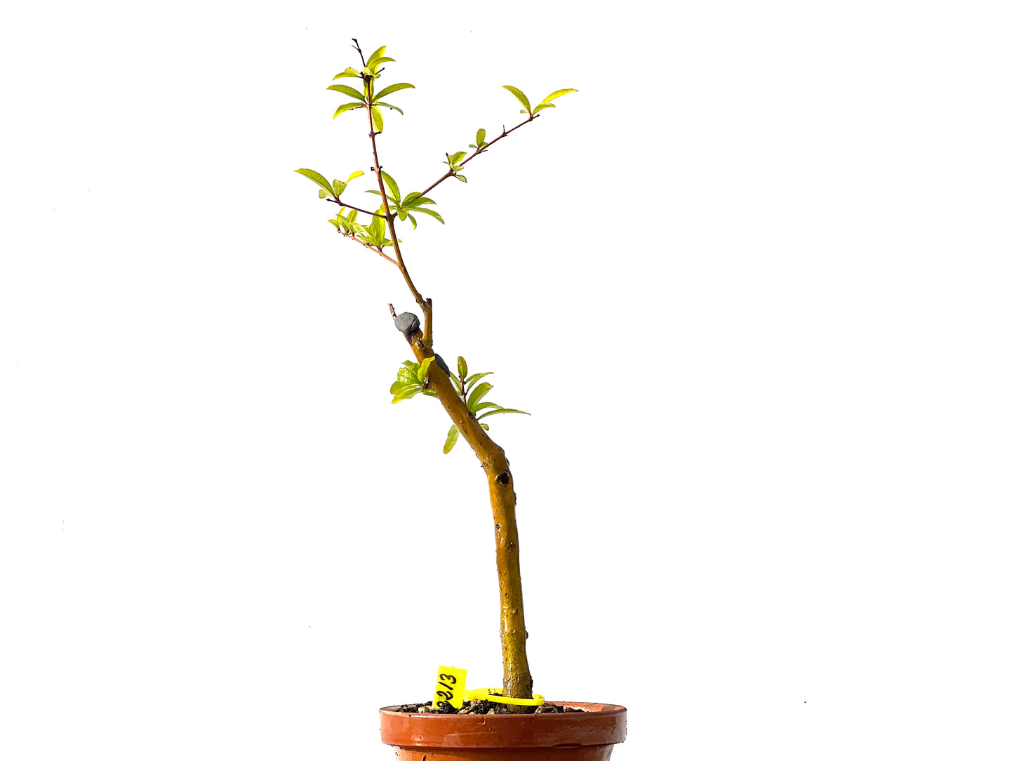 Punica Granatum Nejikan 2213