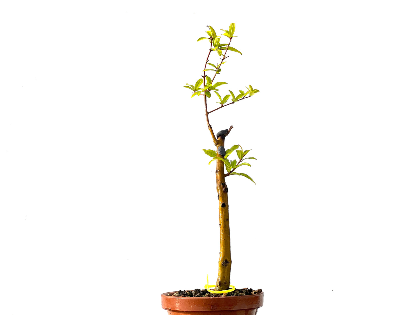 Punica Granatum Nejikan 2213