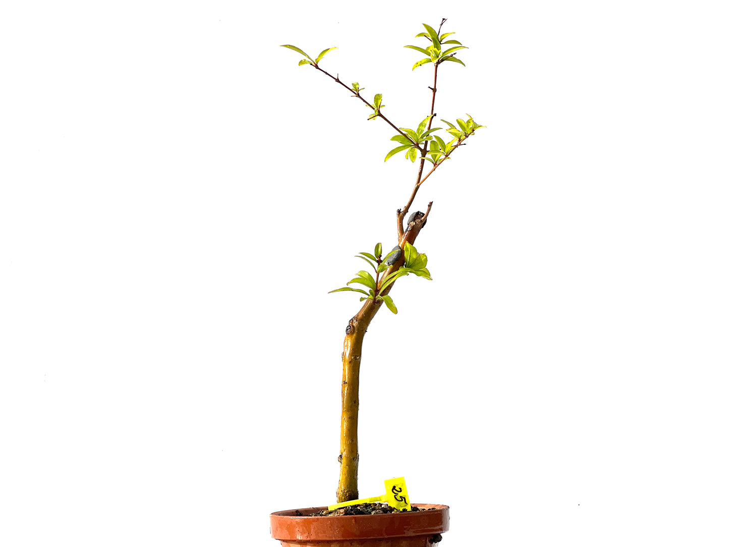 Punica Granatum Nejikan 2213