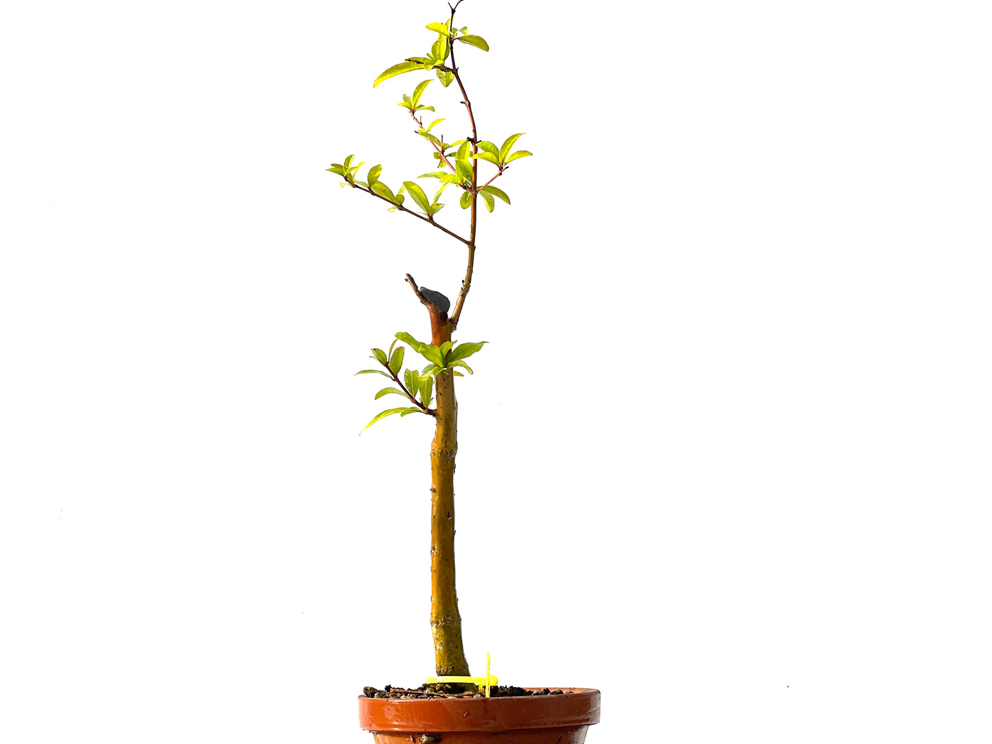 Punica Granatum Nejikan 2213