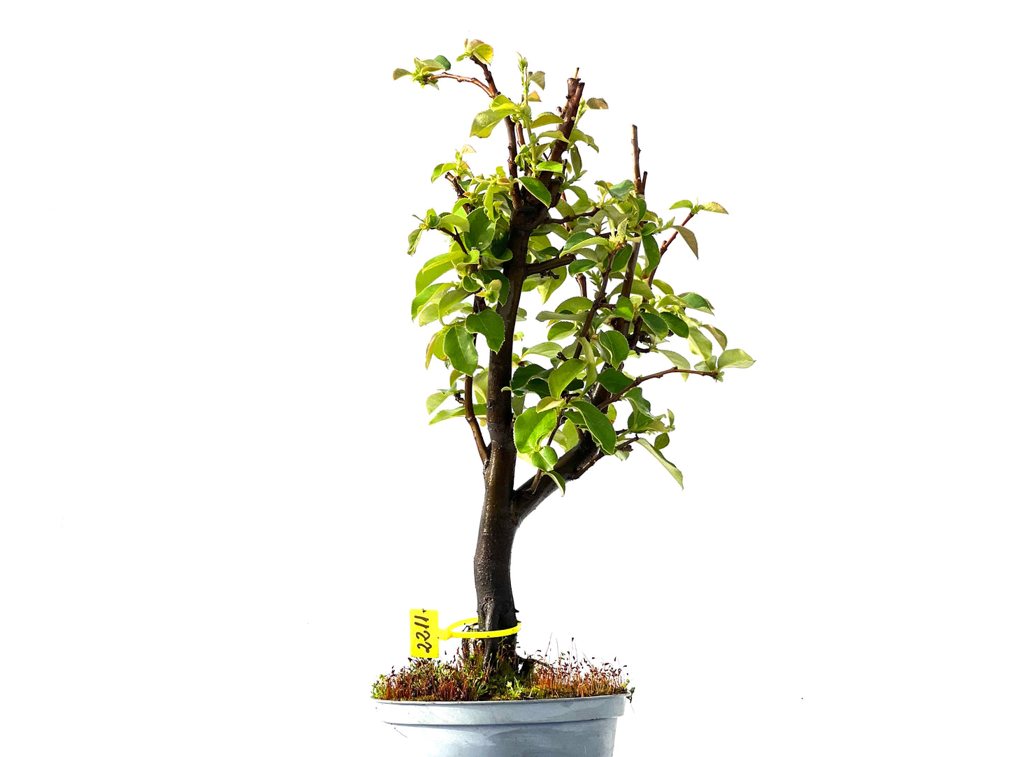 Pseudocidonia Sinensis 2211