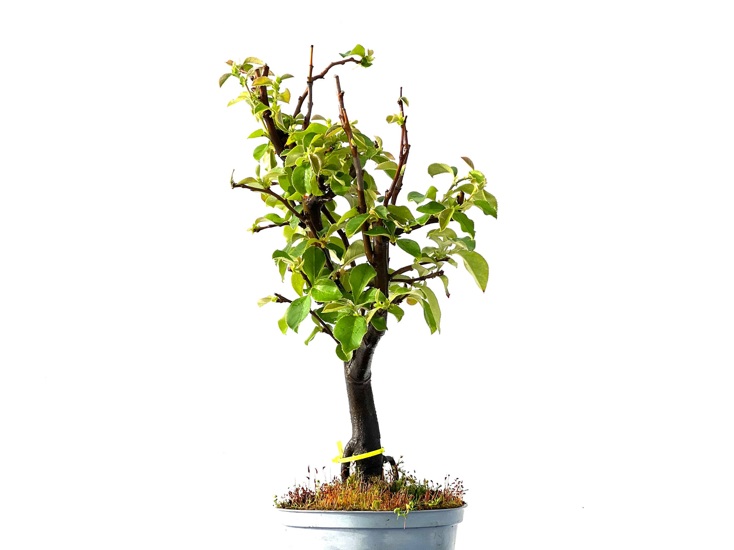 Pseudocidonia Sinensis 2211