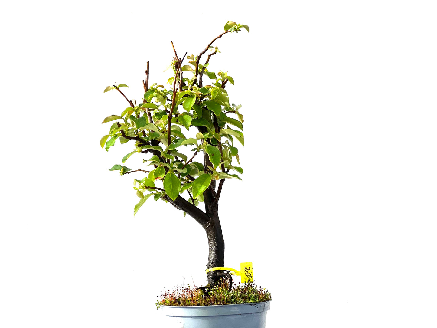 Pseudocidonia Sinensis 2211