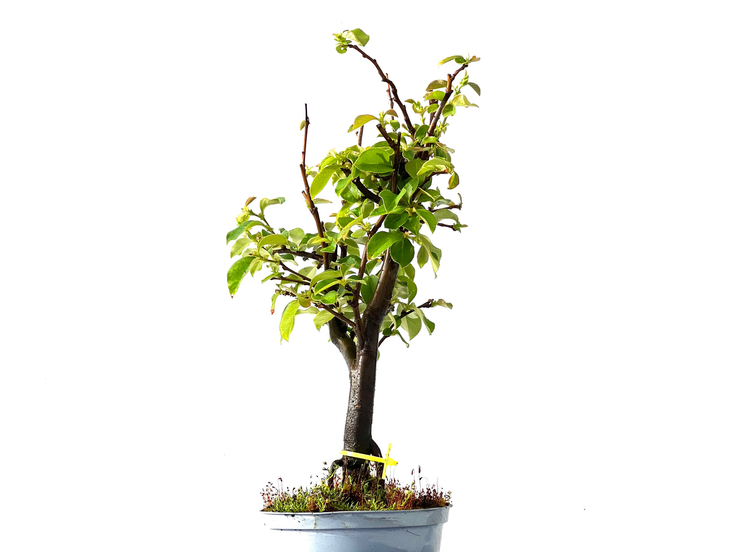 Pseudocidonia Sinensis 2211