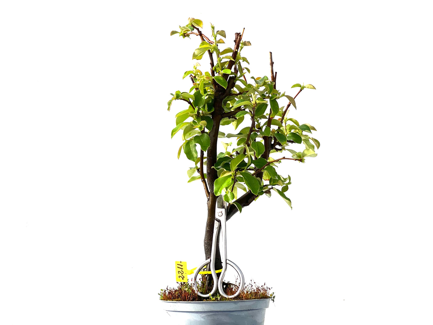 Pseudocidonia Sinensis 2211
