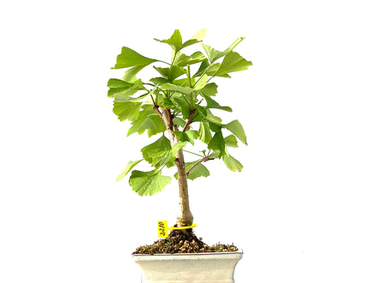 Ginkgo Biloba 2210