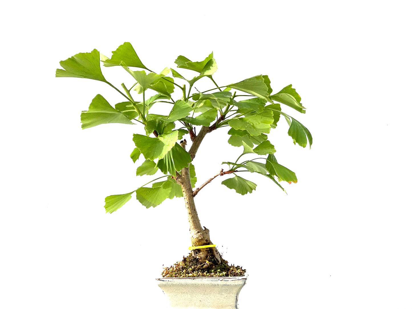 Ginkgo Biloba 2210
